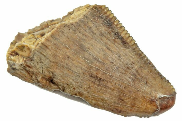 Serrated Tyrannosaur Tooth Tip - Montana #245920